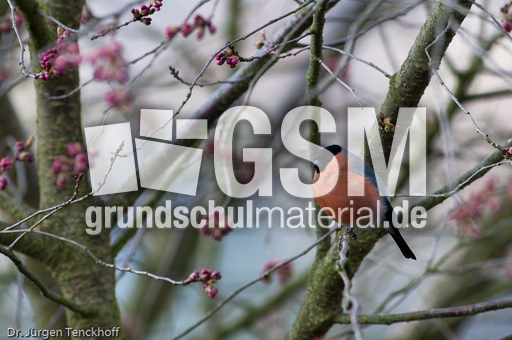 Gimpel (10 von 40).jpg